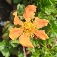 Geum coccineum 